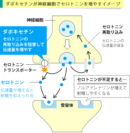 ダポキセチン - 通販で購入できる商品と価格・効果・副作用｜薬の通販オンライン