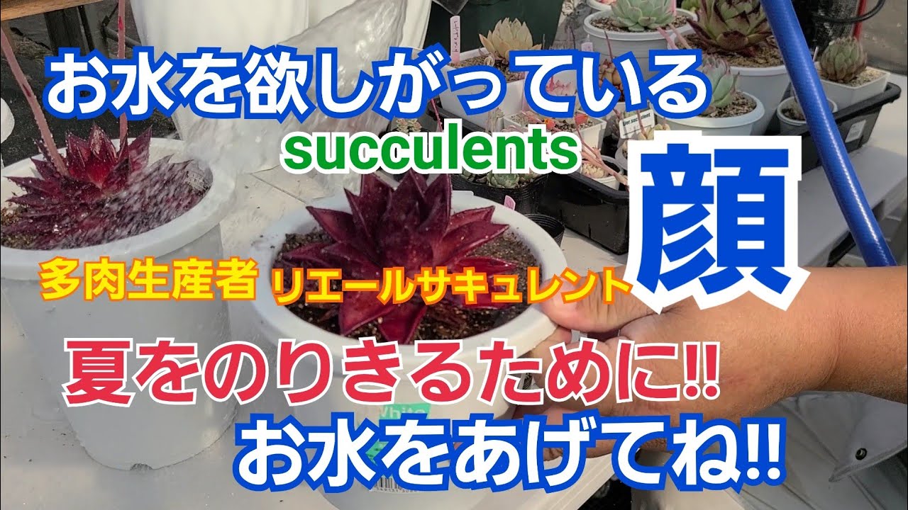 フクビスイ 福美水 顔・からだ用化粧水 500ml