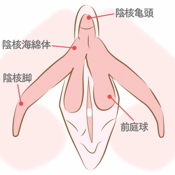 クリトリス構造をAV女優と一緒に医学的観点から解説 – メンズ形成外科 |