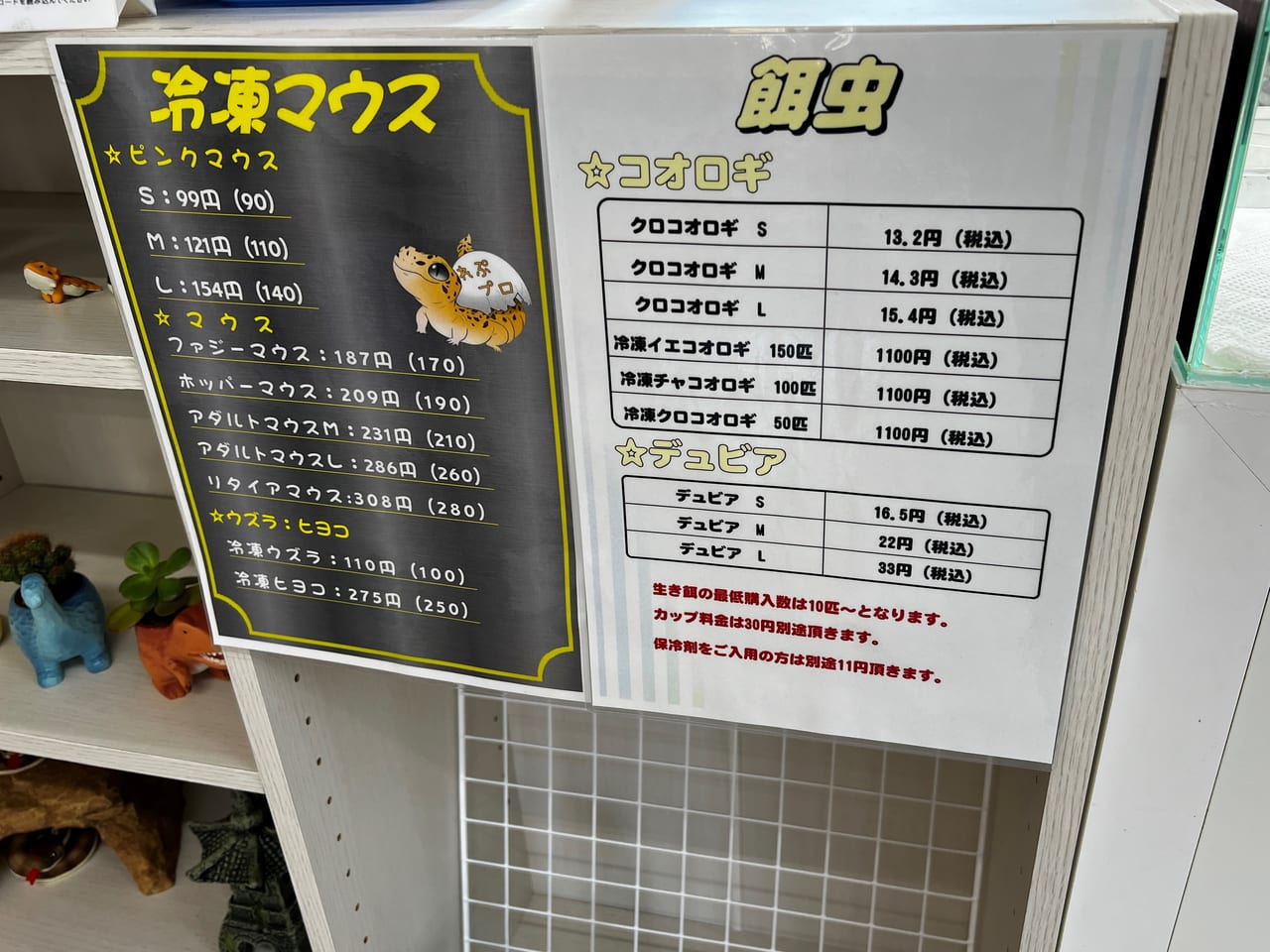 倉敷市連島に爬虫類専門店「れぷたいるずプロ」が1月7日オープン！【倉敷開店】｜倉敷ナウ