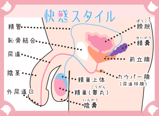 ペニス専用快感マッサージ器 | 大人のためのアダルト通販情報アナシー