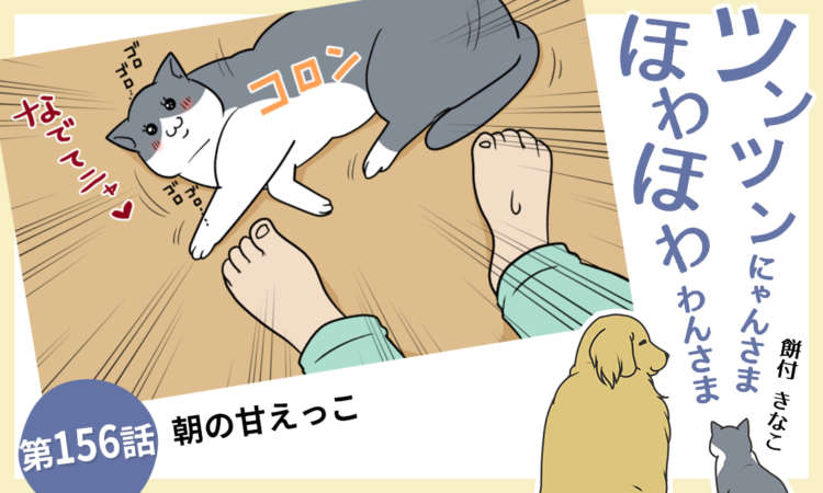 里親を探しています☆甘えっこヨーキーGirl | 一般社団法人ハッピー犬屋敷