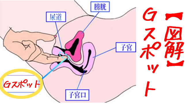 女性のクリトリスの場所や役割は？医師監修 - 夜の保健室