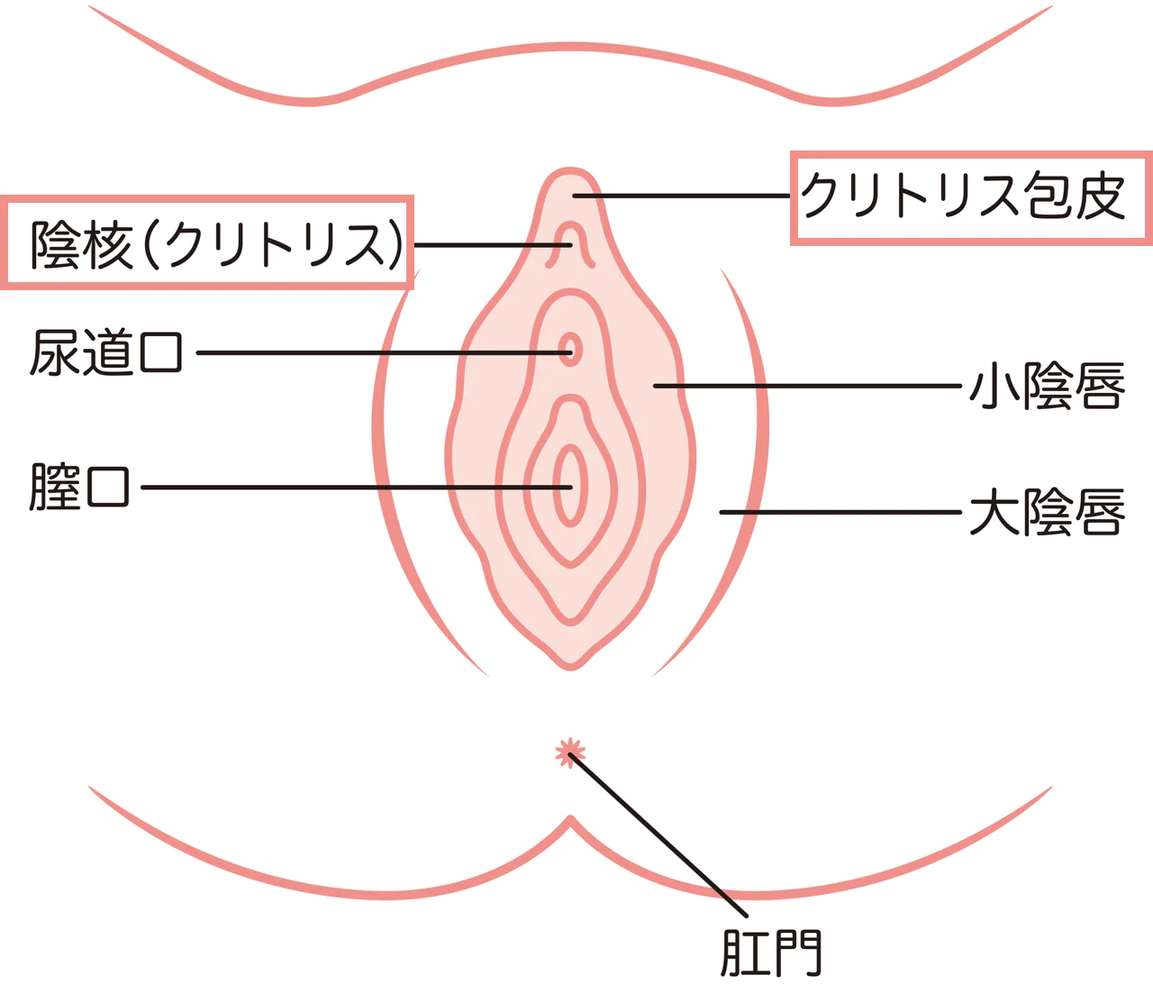 ペニスとクリトリス「勃起・形・メカニズム」の違い【比較完全図解】 | セクテクサイト