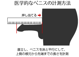 レッドウッド スイバ (カタバミ Oregana) Os