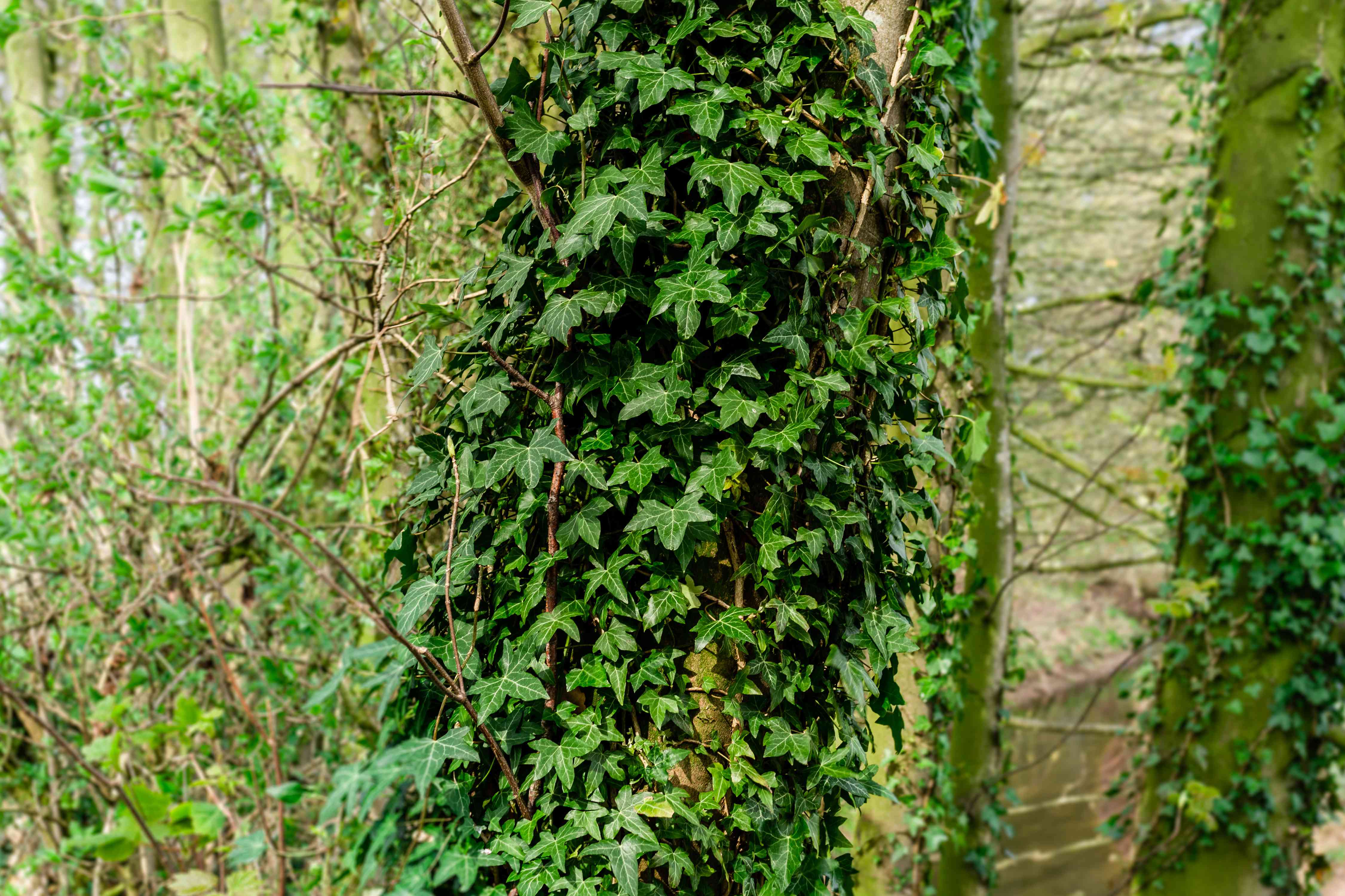 English Ivy Plants for Sale