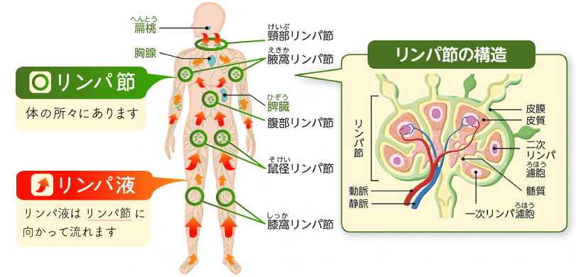 誰でもできる1番簡単なリンパマッサージ 茶色の🟤で書いているのがリンパのゴミ箱(リンパ節)です。 ここに向かって体のゴミを運ぶ、流す。 