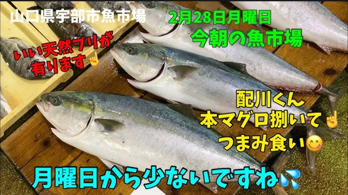 つまみ食い 焼き鳥の街長門市 こうもり -