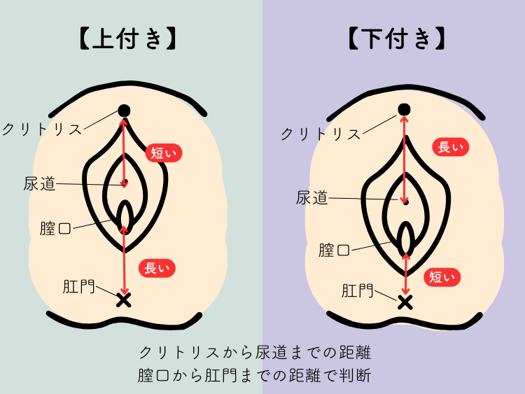 上付き下付きマンコのセックス完全イラスト教材 | セクテクサイト