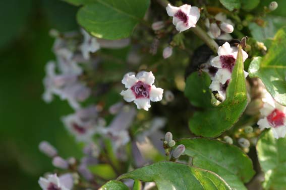 ヘクソカズラ 早乙女花のこの可憐な花をヘクソカズラとは -