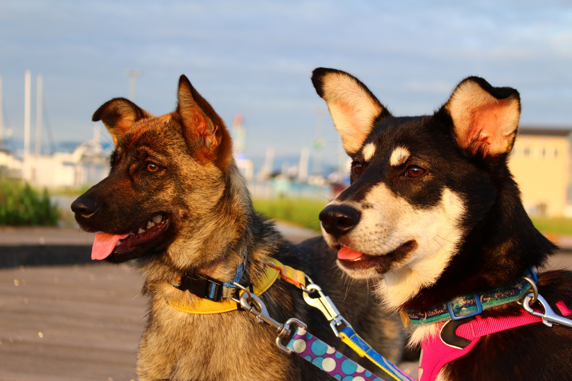 処女だけど、なめ犬を飼ってます 3巻｜まんが王国