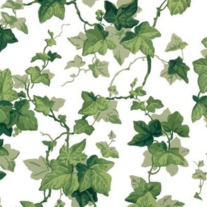 English Ivy For