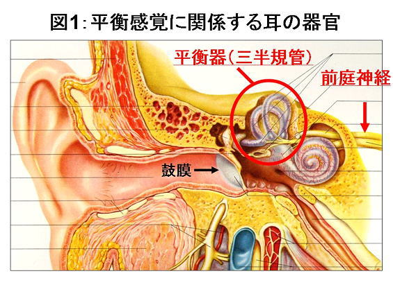 オナニーしたら頭痛になった」⇒直し方は？原因を理解しないとアブナイ？ | Trip-Partner[トリップパートナー]