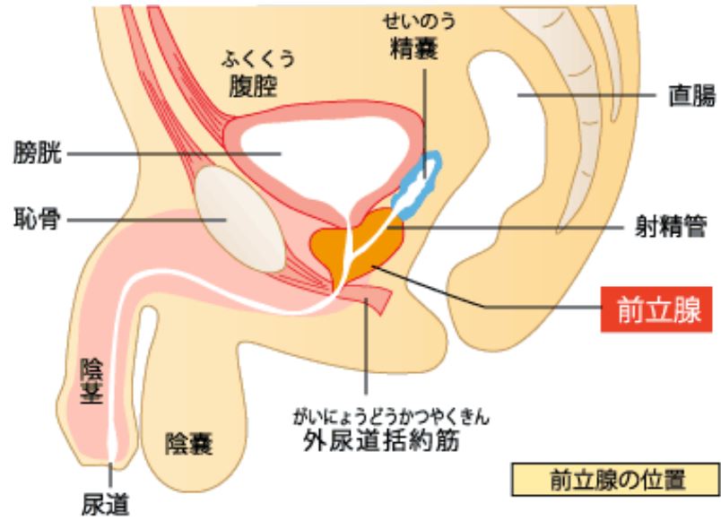 シリーズ「息子の朝勃ち」の画像410枚をまとめてみました - エロプル