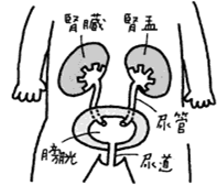 クラミジアの症状や感染経路について - クラミジア感染リスクを診断|天神マイケアクリニック