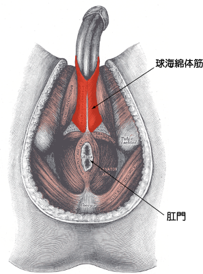 勢いよく射精する方法 - ぼくらの包茎相談所