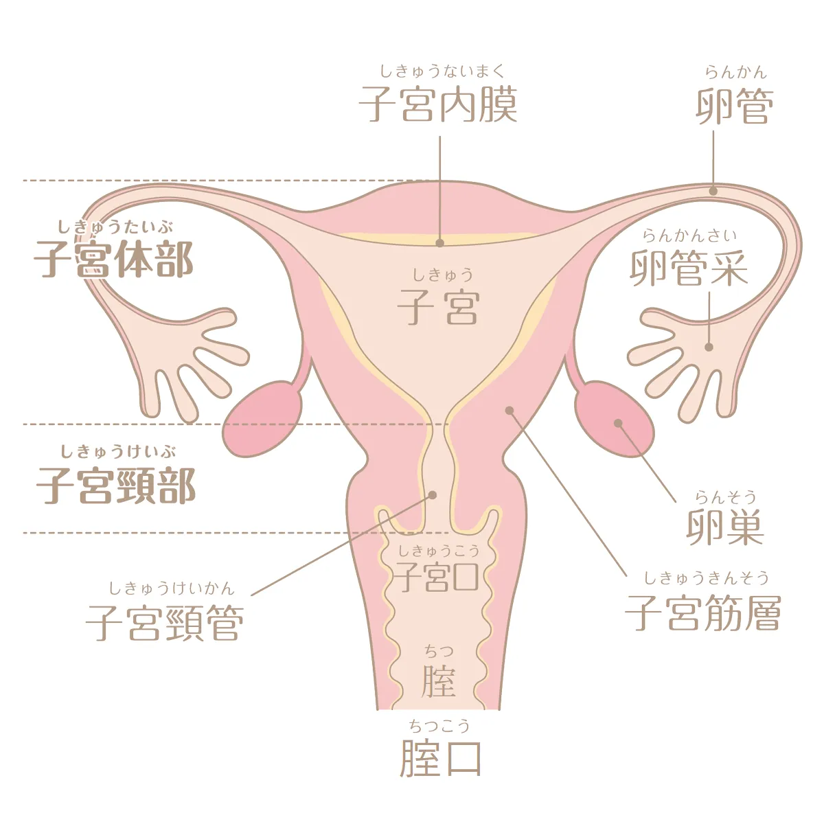 【人に聞けない】気になる女性器の形！他の人のあそこはどんな形なの？の疑問に答えます