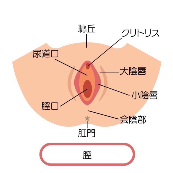 クリトリス包茎 | 婦人科形成 |