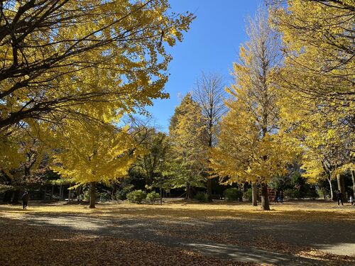 縮景園】もみじまつり・心洗われる紅葉ライトアップ ～泉水の灯り～〔広島市中区〕｜50代からの大人に向けた広島情報サイト-CHIC-Web-