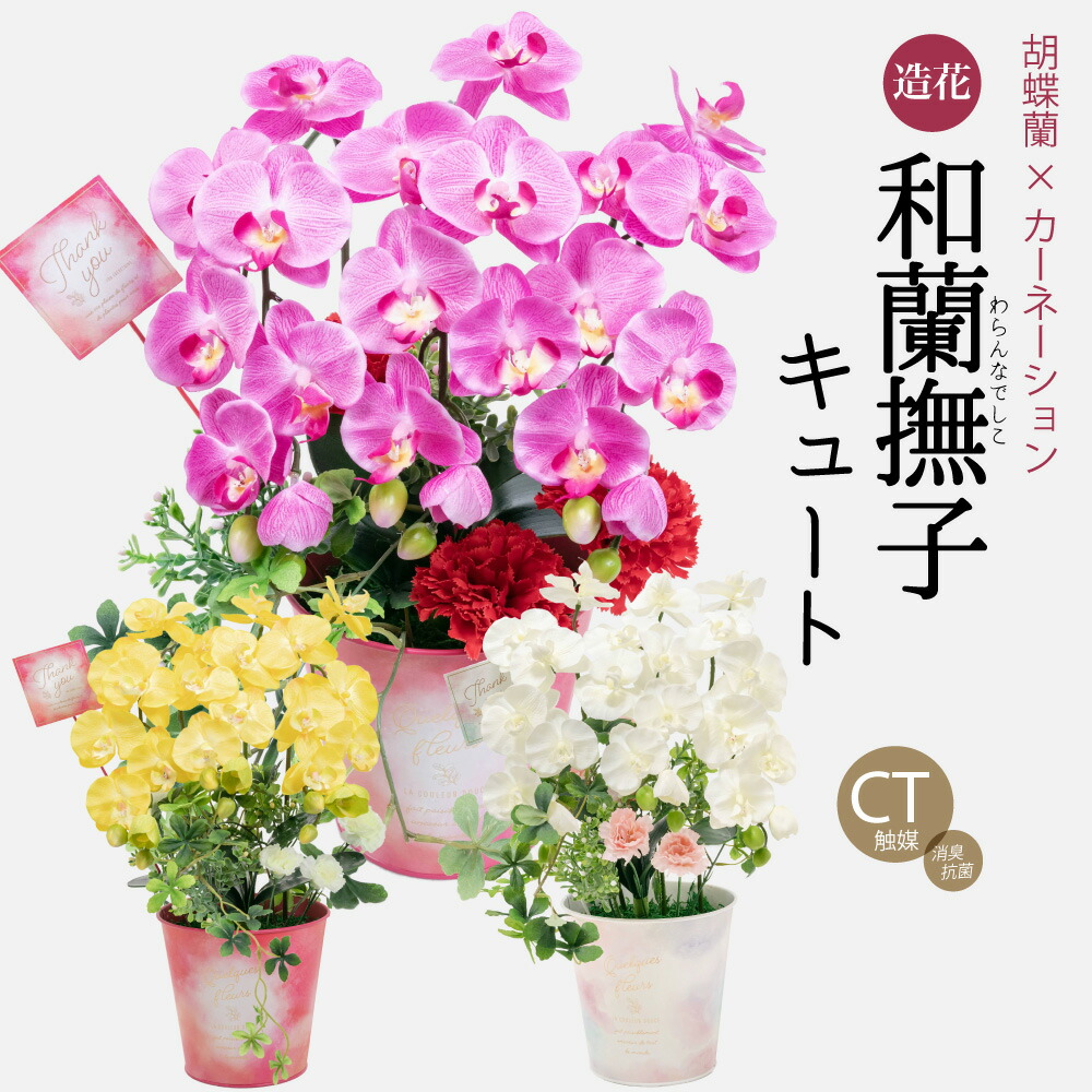 和蘭撫子 / Dianthus caryophyllus |