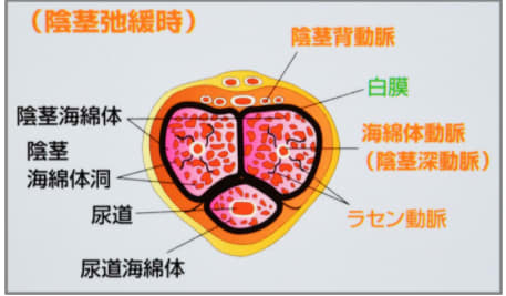 トイレットペーパーの芯チャレンジ】チンコの理想サイズは芯の大きさって本当なの？ | Men's Chinchi