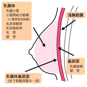 乳房マッサージ ｜レディースクリニックまぶち |