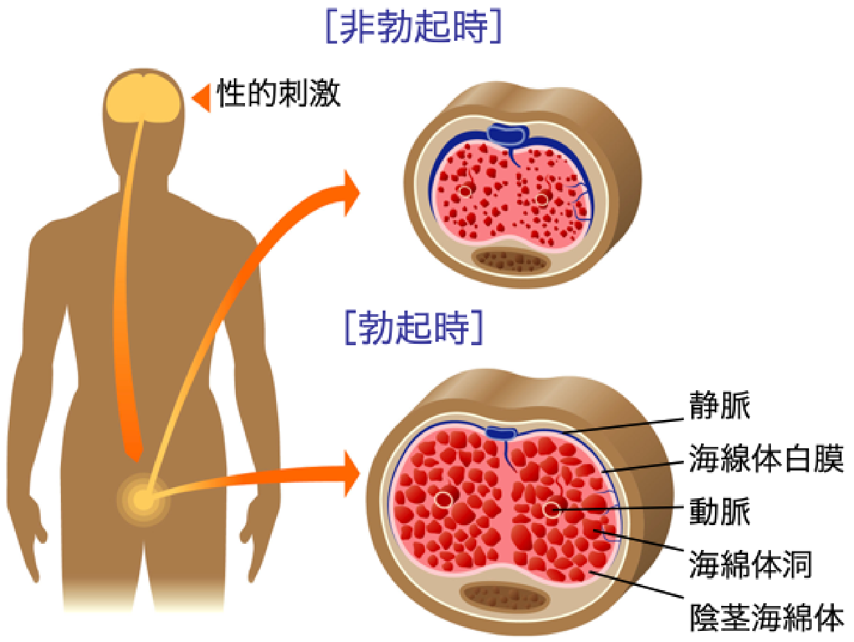 Amazon.co.jp: 町内会のキャンプなのに張り切りすぎたハミ出しビキニで 「その気は無いのに」父親達を勃起させてしまう巨乳奥さん2 