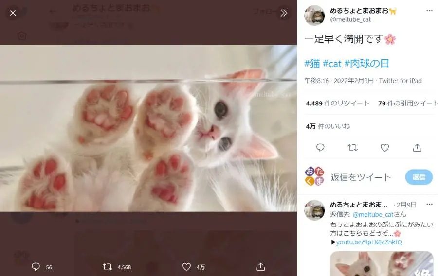 4万人を虜にした「猫が寝ながらモグモグするだけ」の中毒性がヤバい | 笑うメディア