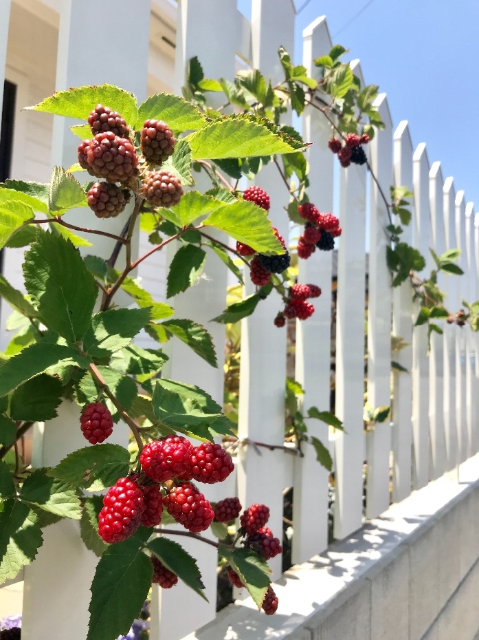 店舗詳細 – BiG Berry 常陸神栖店