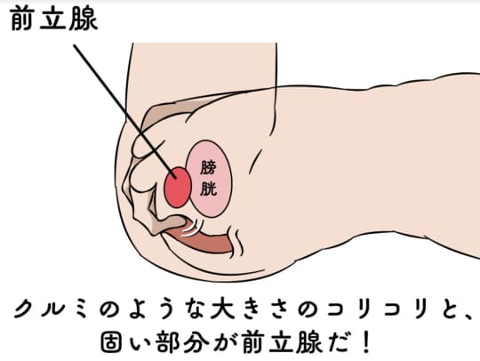 アナルオナニーをするなら前立腺・膀胱・精嚢の位置をイメージせよ | アネドラ