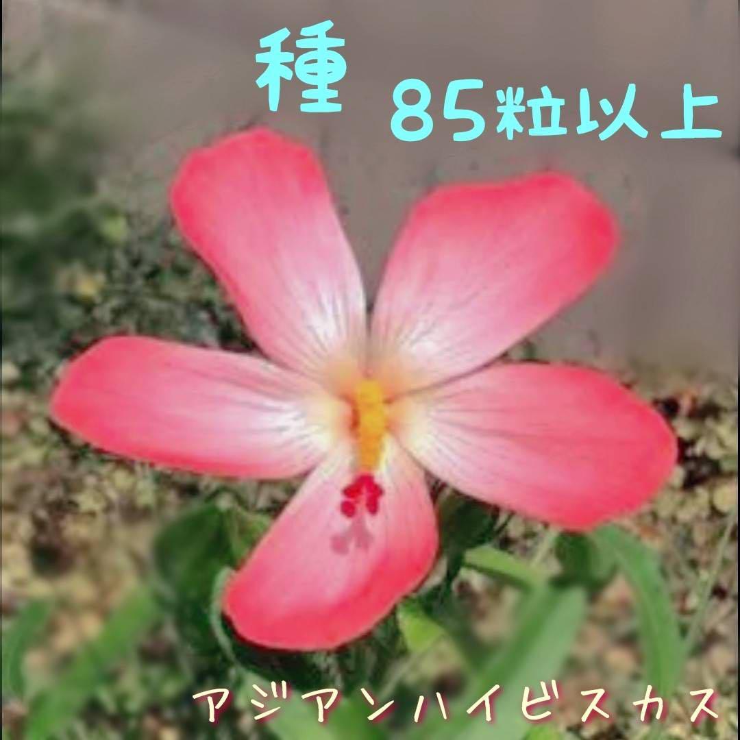 地植えのアジアンハイビスカス(アベルモスクス)が咲きました。: 熊本の花所