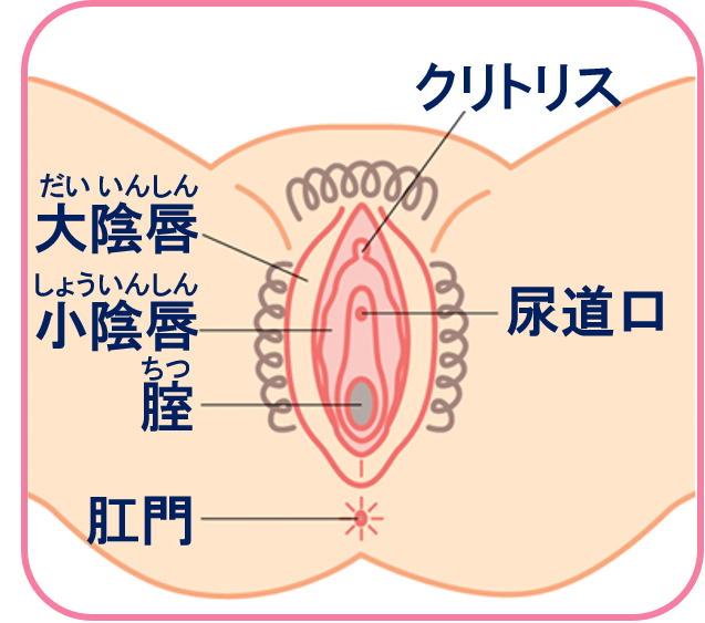 女性が感じる仕組みとは？オーガズムとスキーン腺の関係について解説 | コラム一覧｜ 