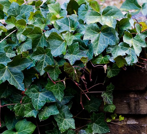 English Ivy -