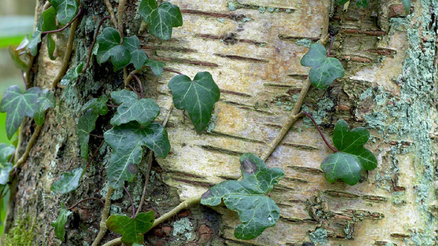 Is Ivy Poisonous? -