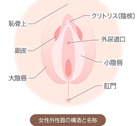 クリトリス、副皮の治療｜ルクスクリニック | 新宿にある美容外科、美容皮膚科、婦人科形成