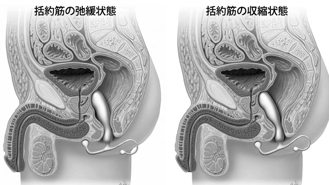 ドS嬢の直伝！イケるアナニーのやり方とコツを紹介！【初心者向け】 - エムオグラシ