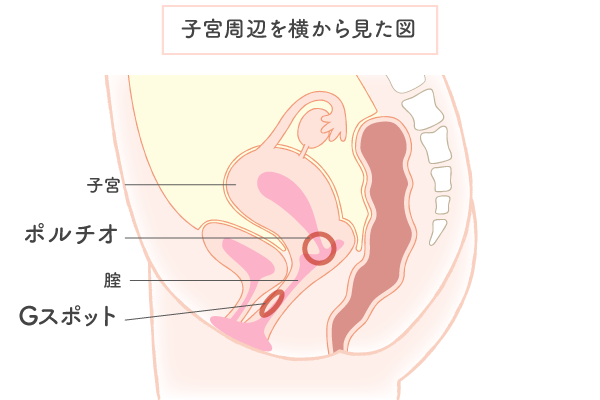 Gスポット開発とは？場所と位置の見つけ方 - 夜の保健室