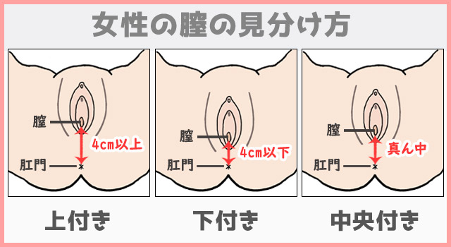 女医が教える本当に気持ちいいセックス スゴ技編&体位編 2枚組 8,790円