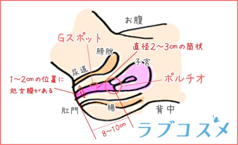 処女への手マンや愛撫方法！処女膜と指入れ - 夜の保健室