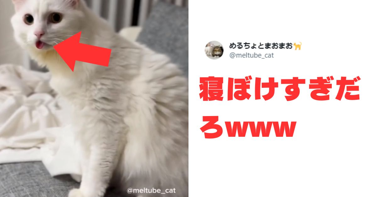 かわいすぎて尊い……天使な『白猫ベビー』の成長記録にファン続出！｜ねこのきもちWEB MAGAZINE