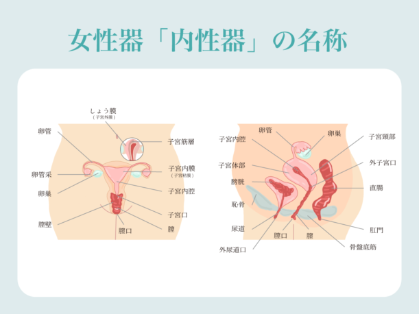 クリトリスの皮の剥き方を画像で解説！自分で剥く・剥いてもらうやり方