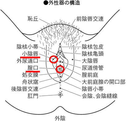 ネットナンパ】あまりの剛毛ぶりにクンニを断念!! 29歳OLの黒々としたマ○コ… - メンズサイゾー