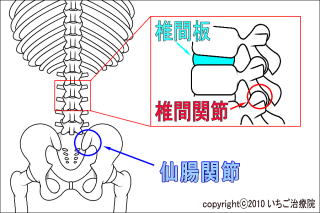 催眠SM性感クラブ」甘露【 鶯谷:デリヘル/M性感 】 :