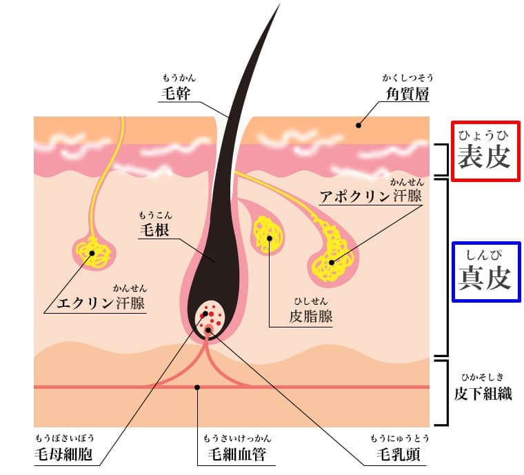 楽天市場】髭 抜くの通販