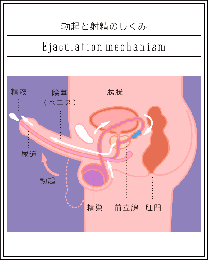 私たちはセックスの仕方がわからない - ソク読み