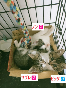 猫の里親募集】東京都・雑種・11/24駒込 甘えん坊❤️ガガちゃん（ID:2411-00784）｜ハグー -みんなのペット里親情報