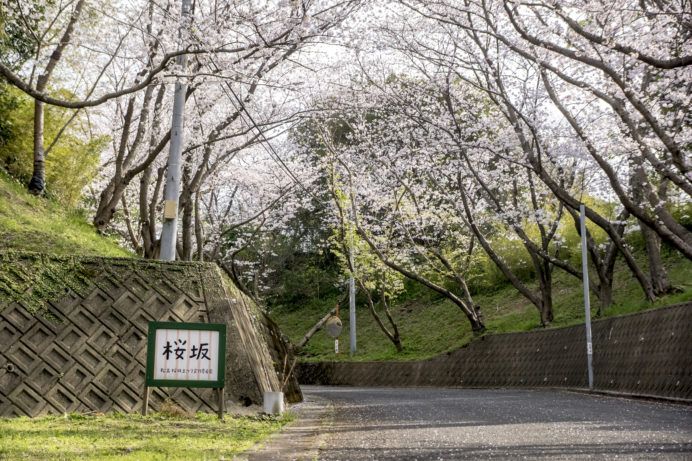 心震える美しさ】福山雅治『桜坂』が長崎県にもある？（松島）