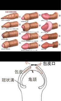 19～22歳男子大学生761人のチンコの皮の剥け具合 | 中学生・高校生のチンコとセックスの調査