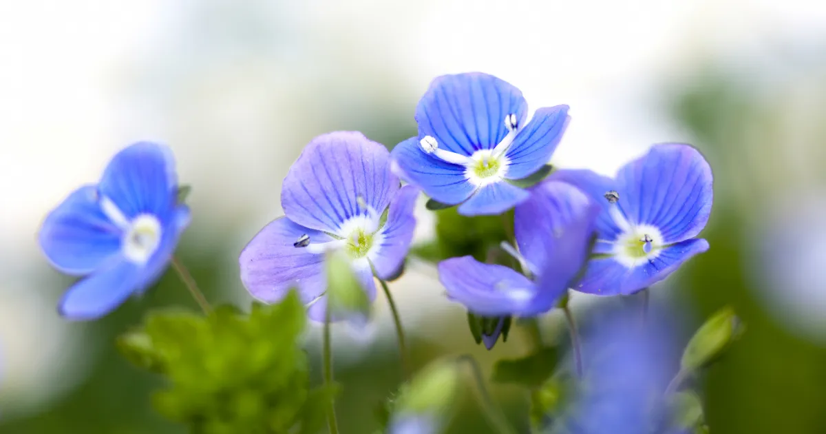 ベロニカの魅力や育て方。植え付けから剪定まで管理方法を解説