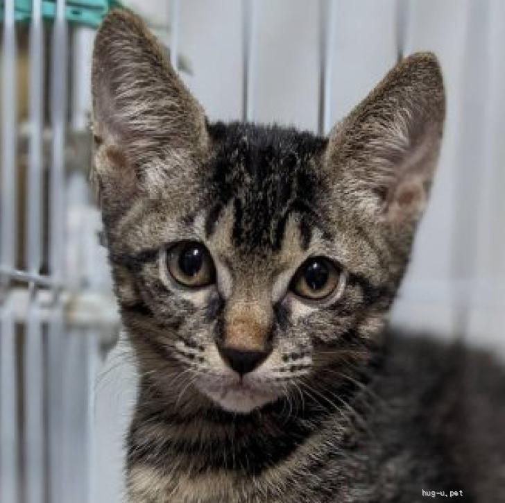 本駒込動物病院にての里親会 | 保護ネコ活動ハピネスねこ譲渡会「猫の手も借りたい」～小さな命の未来への道作り～